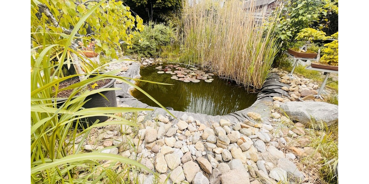 Blick in Richtung - Teich